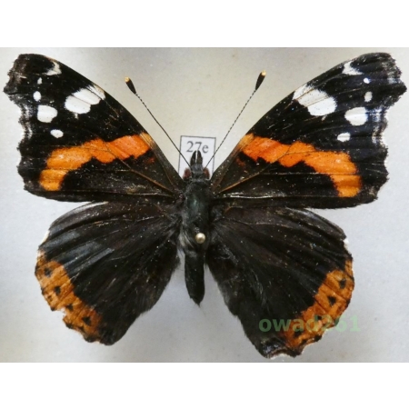 Vanessa atalanta (Linnaeus, 1758) Poland27e
